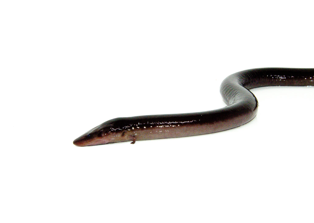 Two Toed Amphiuma